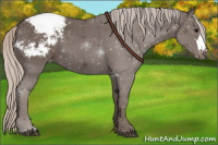 Horse Color:Silver Black Appaloosa