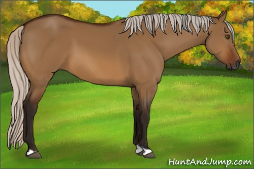 Horse Color:Gray Silver Bay Dun