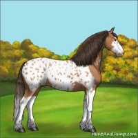 Horse Color:Bay Splash Frame Appaloosa 
