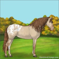 Horse Color:Red Dun Appaloosa 