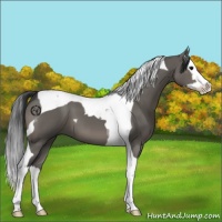 Horse Color:Grullo Splash Tobiano 