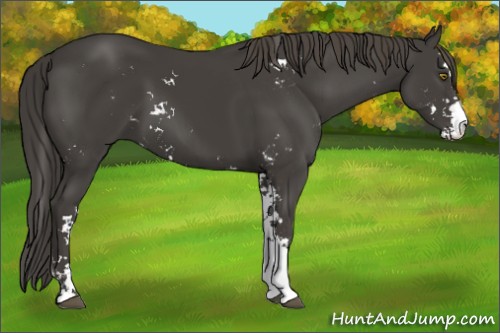Horse Color:Smoky Black Sabino