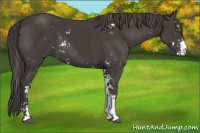 Horse Color:Smoky Black Sabino
