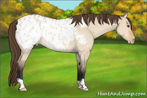 Horse Color:Bay Dun Appaloosa 