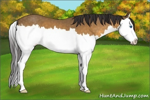Horse Color:Buckskin Splash 