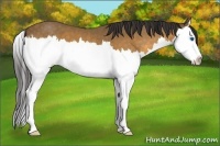 Horse Color:Buckskin Splash 