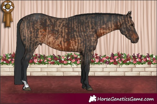 Horse Color:Brown Dun  and Brown 