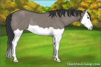 Horse Color:Grullo Splash Rabicano