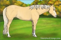 Horse Color:Palomino Sabino Rabicano 