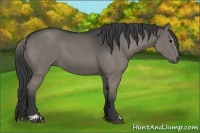 Horse Color:Grullo Sabino 