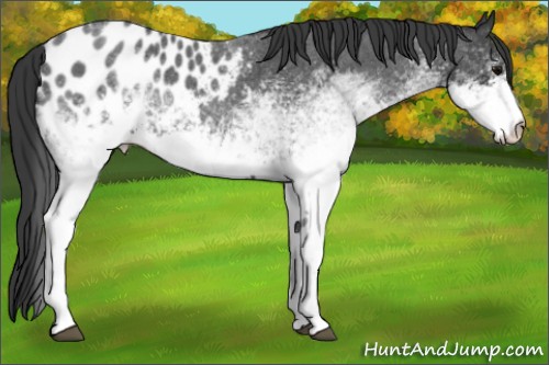 Horse Color:White Spotted Blue Roan Appaloosa 