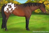 Horse Color:Bay Appaloosa 
