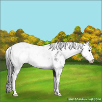 Horse Color:Black Sabino 