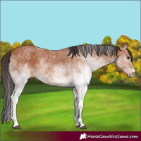 Horse Color:White Spotted Bay Rabicano