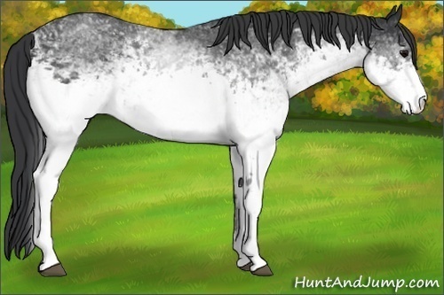 Horse Color:White Spotted Black Rabicano 