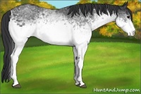 Horse Color:White Spotted Black Rabicano 