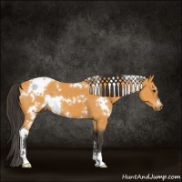 Horse Color:White Spotted Buckskin 
