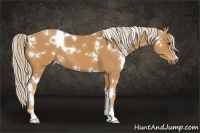 Horse Color:White Spotted Palomino
