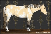 Horse Color:White Spotted Buckskin Varnish 