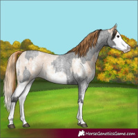 Horse Color:Blue Roan Sabino Splash  and Red Roan Sabino Splash 