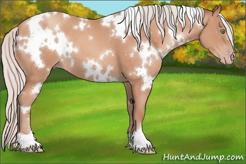 Horse Color:White Spotted Silver Sable Champagne 