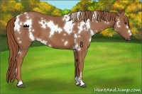 Horse Color:White Spotted Chestnut