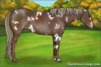 Horse Color:White Spotted Liver Chestnut Sabino 