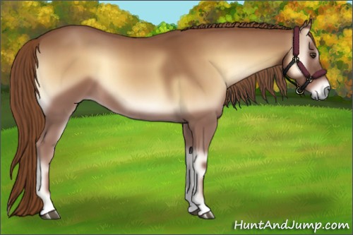 Horse Color:Red Onyx