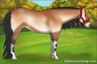 Horse Color:Bay Onyx 