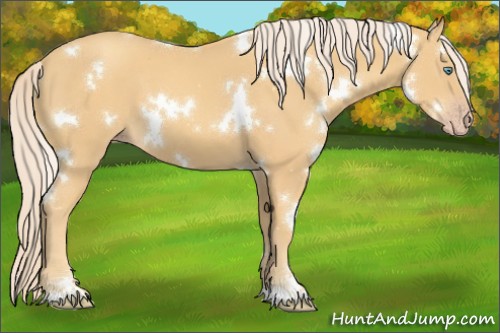 Horse Color:White Spotted Gold Cream Champagne