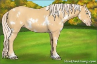 Horse Color:White Spotted Gold Cream Champagne 