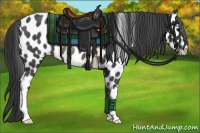 Horse Color:Black Appaloosa Rabicano 