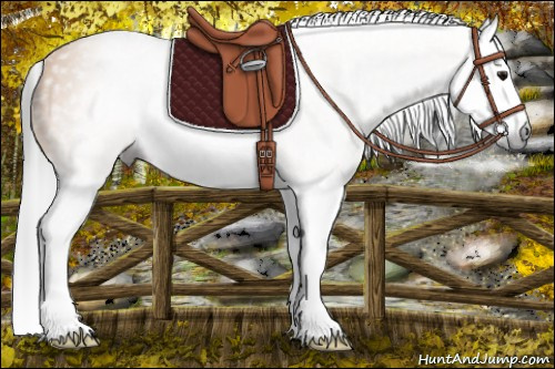 Horse Color:Gray Buckskin Splash 