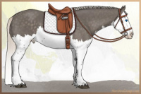 Horse Color:Silver Black Splash