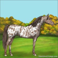 Horse Color:Classic Champagne Appaloosa and Classic Champagne Appaloosa