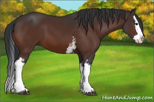 Horse Color:White Spotted Brown Splash 