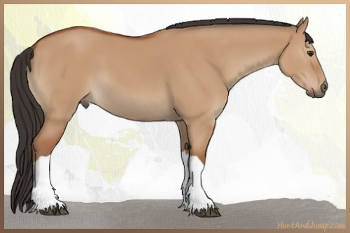 Horse Color:Bay Dun 