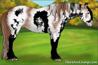 Horse Color:White Spotted Chestnut 