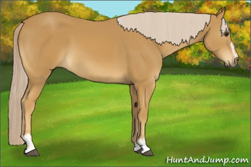 Horse Color:Palomino Sabino