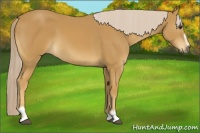 Horse Color:Palomino Sabino