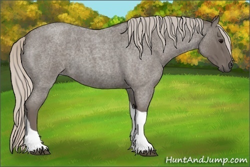 Horse Color:Silver Blue Roan Tobiano 