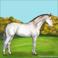 Horse Color:White Spotted Bay Dun Splash 
