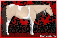 Horse Color:Sable Champagne Dun Tobiano 