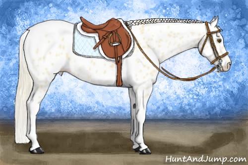 Horse Color:Palomino Dun Tobiano Near Leopard 