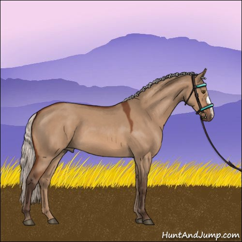 Horse Color:Silver Bay Roan Dun 