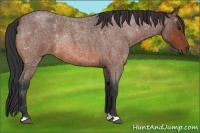 Horse Color:Bay Roan 
