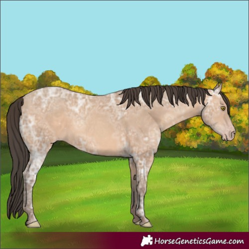 Horse Color:Amber Champagne Ice 