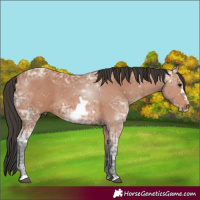 Horse Color:Bay Ice Frame