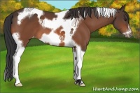 Horse Color:Brown Tobiano Frame Appaloosa 