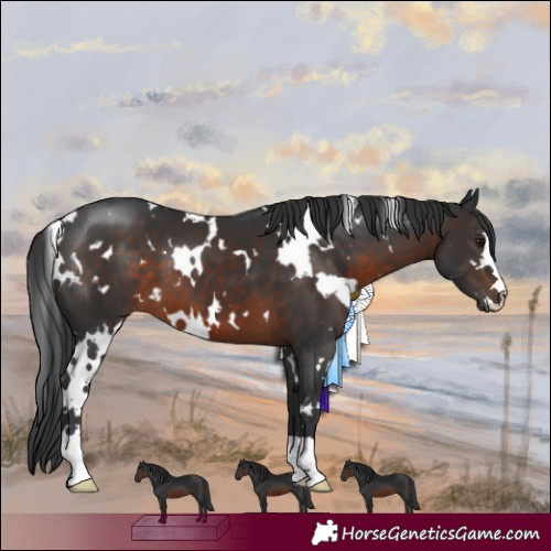 Horse Color:White Spotted Brown 